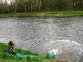 Labe 20 pod elektrárnou v Hradištku-vysazování kaprů 20.4.16 (2).JPG